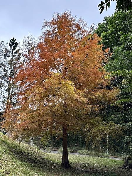 石門水庫賞楓