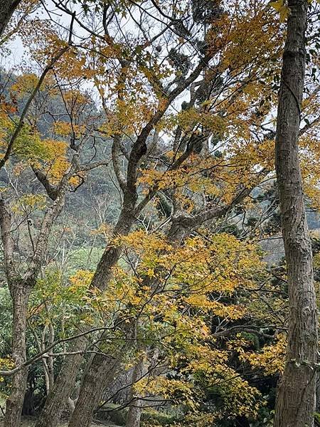 石門水庫賞楓