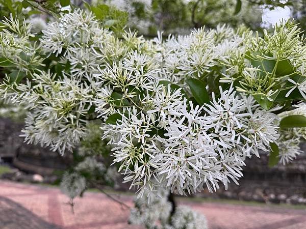 淡水北投子溪畔櫻花