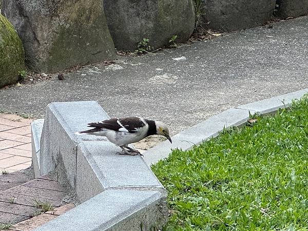 淡水北投子溪畔櫻花
