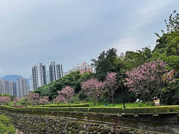 淡水北投子溪畔櫻花