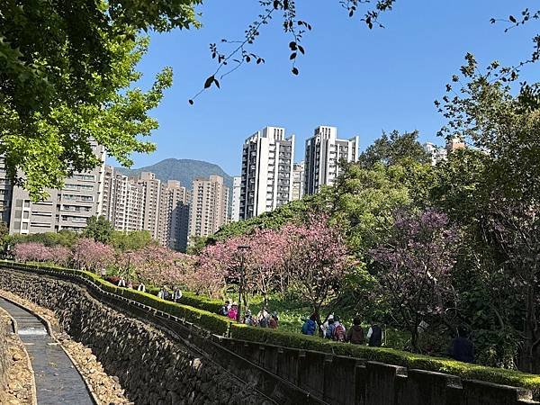 淡水北投子溪畔櫻花