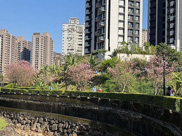 淡水北投子溪畔櫻花