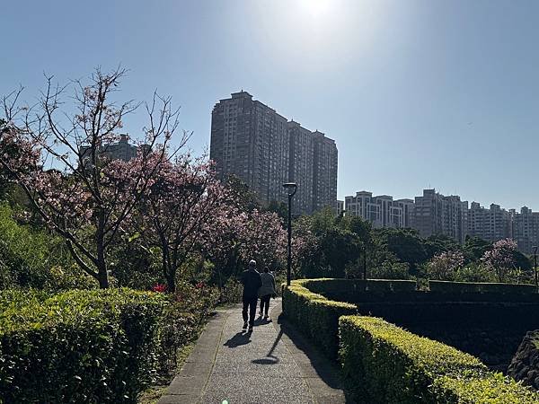 淡水北投子溪畔櫻花