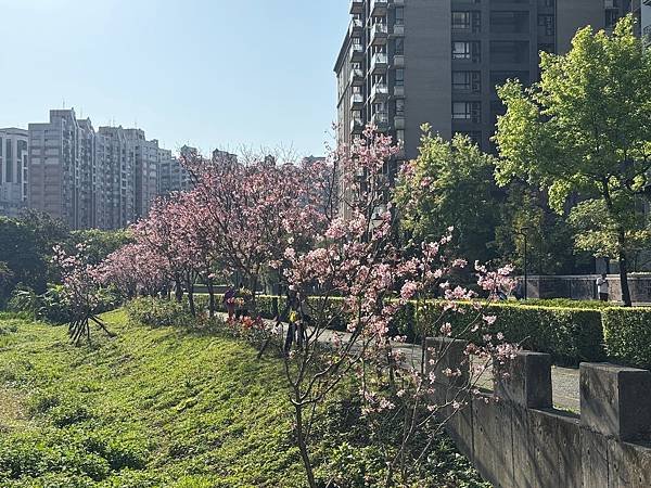 淡水北投子溪畔櫻花