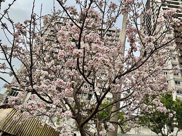 再訪北投子溪櫻花