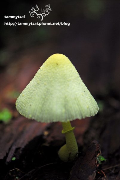 DSC_7385.JPG