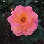 DSCN6621.JPG