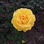 DSCN6597.JPG