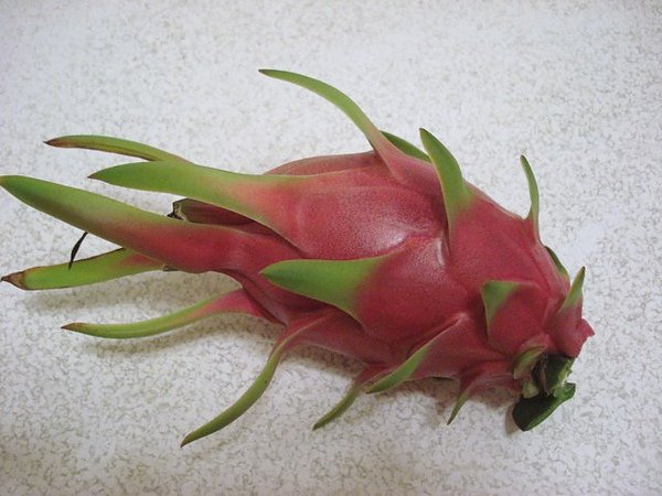 dragonfruit 006.JPG