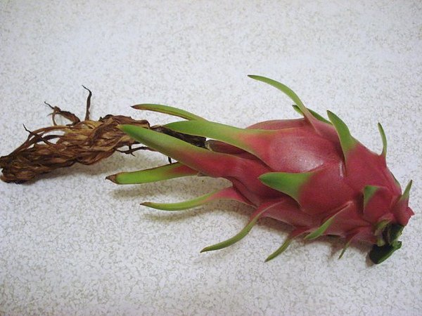 dragonfruit 007.JPG