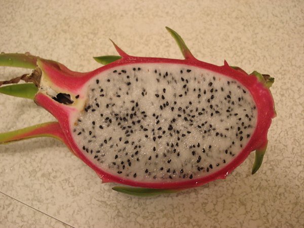 dragonfruit 008.JPG