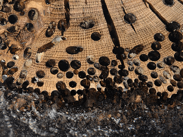 FISHEYE STOOL_BRICOLA-5.png