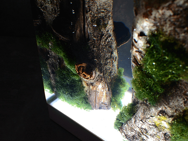 MOSS LAMP_UNDERGROWTH- 1.png