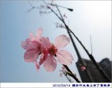 100314-櫻花01.jpg