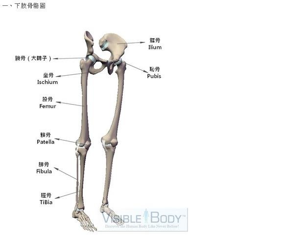 脛骨圖示