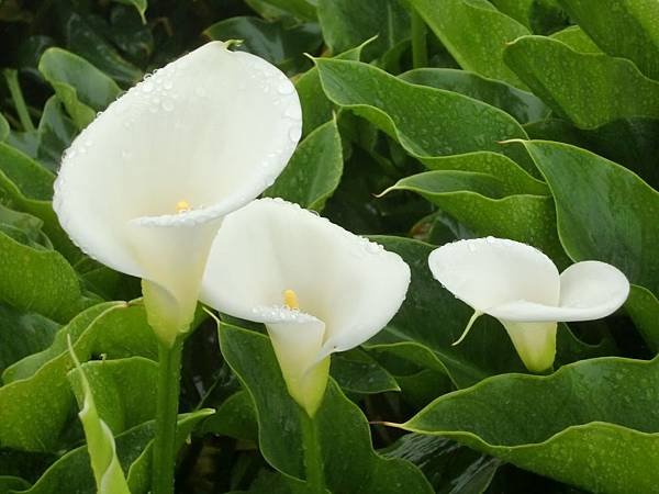 CIMG0081.JPG