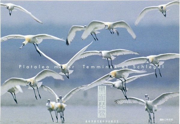 black-faced spoonbill.jpg