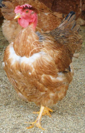 饕宝王 珍珠玉米土雞-2s.jpg