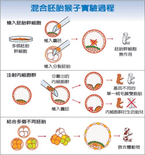 嵌合體動物混合胚胎猴子