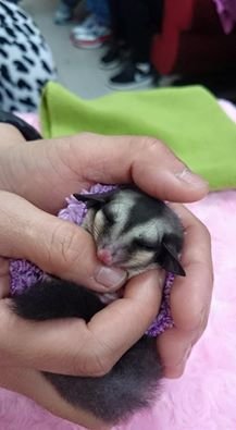 蜜袋鼯有沒有這麼可愛&gt;W0!!