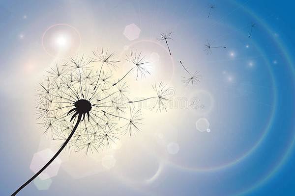 dandelion-summer-breeze-silhouette-seeds-blowing-blue-sky-bokeh-background-sunlight-light-flares-eps-92184004.jpg