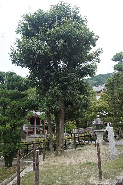 DSC08889.JPG