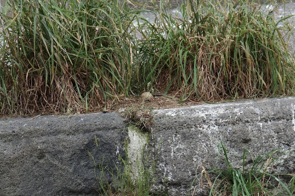 20160624_北海道_104.JPG