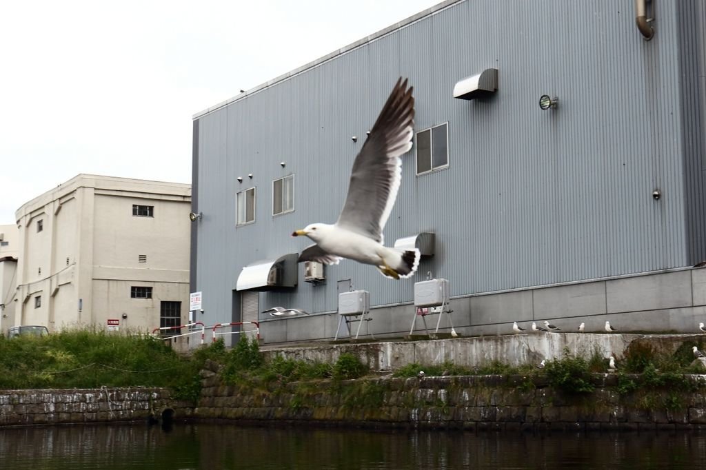 20160624_北海道_106.JPG