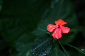 20101015_苗栗_049.JPG