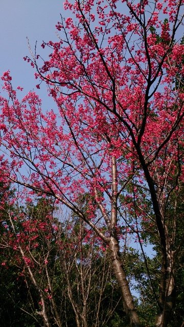 竹林山觀音寺