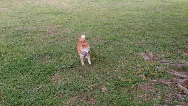 DSC_0116 (640x360)