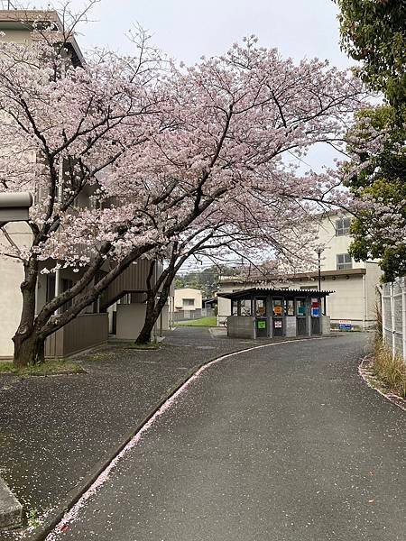 日本熊本大學-資訊工程系葉肇升