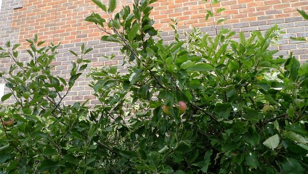 Apple tree