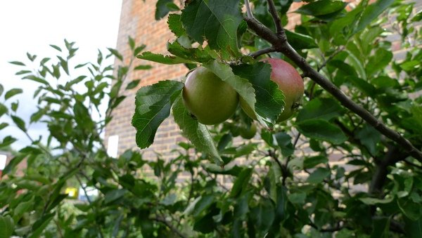 apple!!!