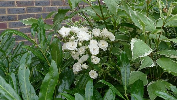 Garden flower
