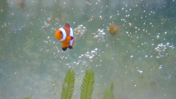 NEMO