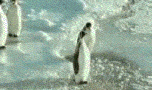 ATT00001.gif