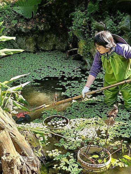 2024.6.22土城媽祖田生態園區棲地維護