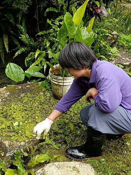 2024.6.22土城媽祖田生態園區棲地維護