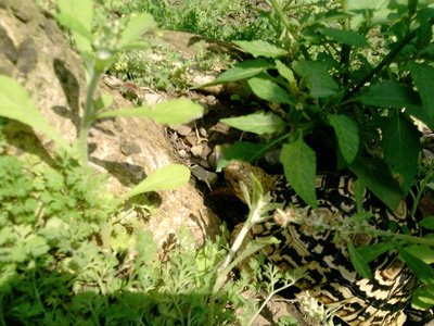 2012年3月活動 (35)