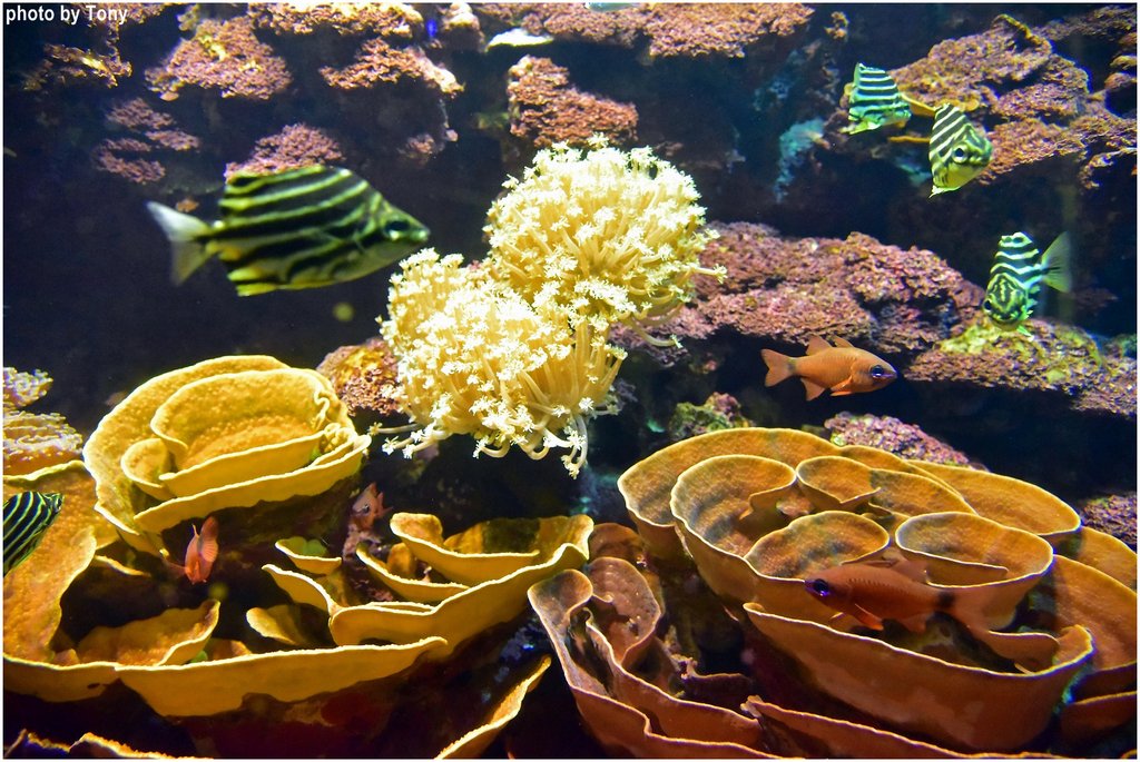 水族館15.jpg