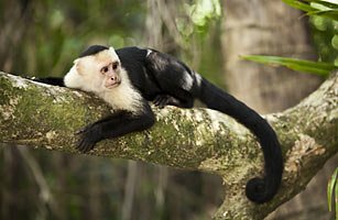 capuchin_monkey_0811.jpg