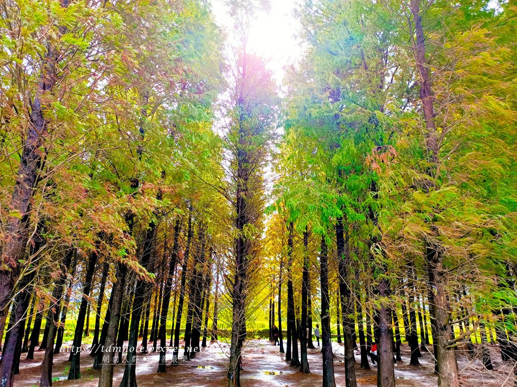 桃園|八德落羽松|蛋寶生技不老村|大溪落羽松|大溪老街|石門水庫楓林步道