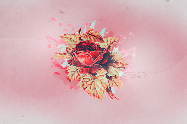 _roses_texture_1.png