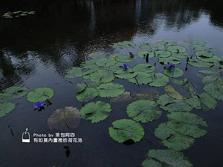 莫內的荷花池