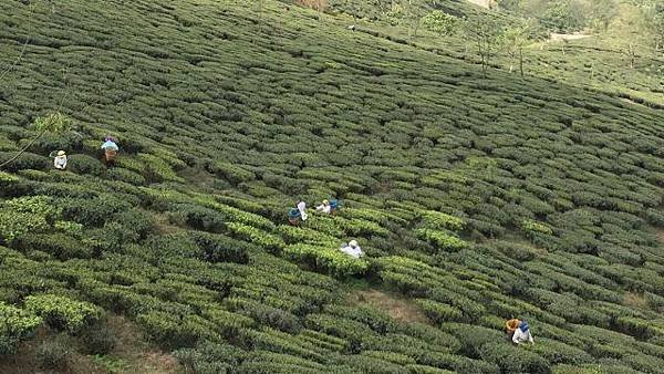 台中2015大吉嶺春摘茶品茗會
