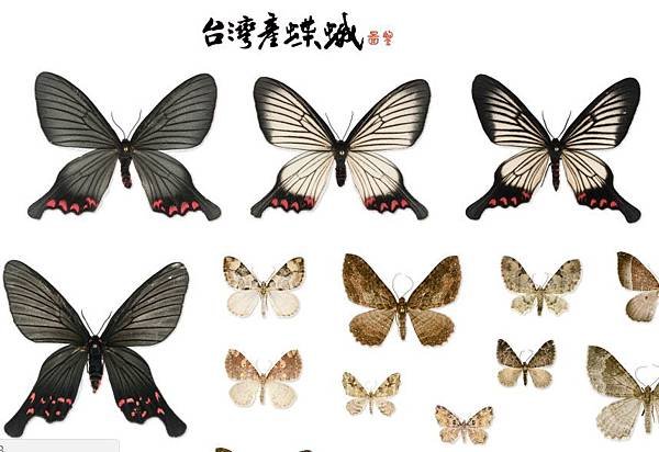 台灣產蝶蛾
