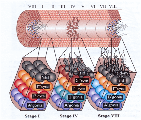 seminiferous_epithelium.png