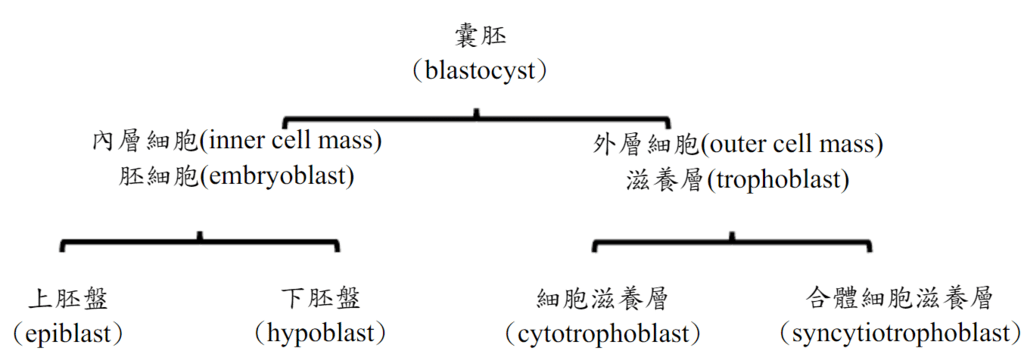 blastocyst.PNG